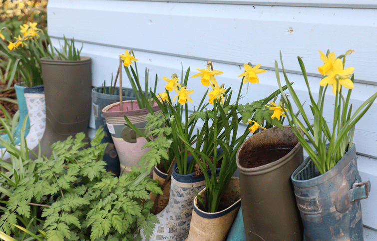Daffodils at St Helena Hospice