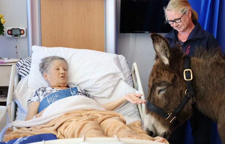 Image: Julie with a visiting donkey at St Helena Hospice