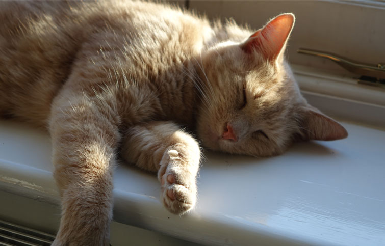 Image: Paddy St Helena Hospice cat