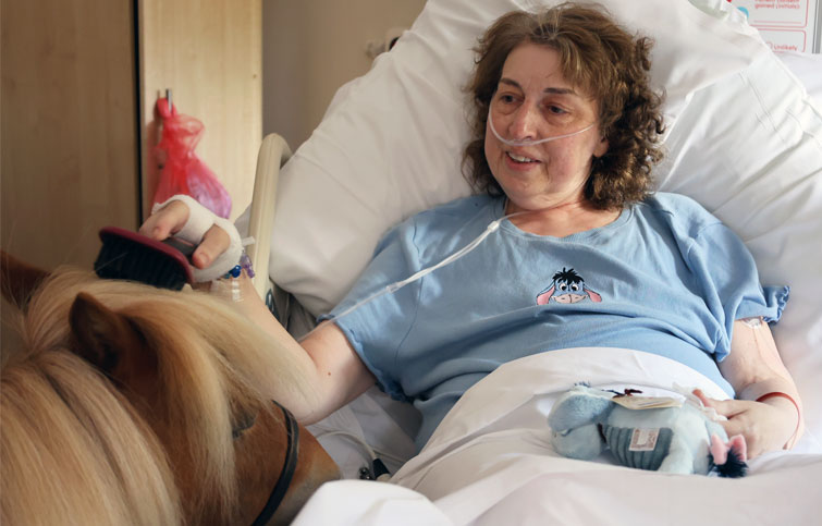 Image: patient in a bed at St Helena Hospice brushing a Shetland pony