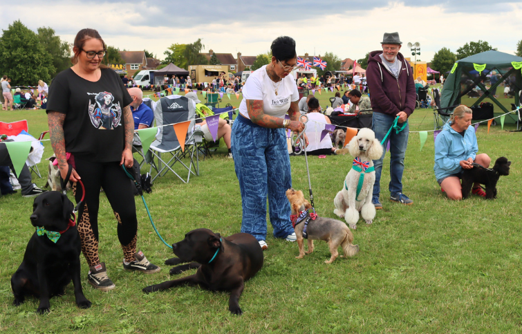 Dogs and their owners lining up and taking part in the Colchester Fun Day